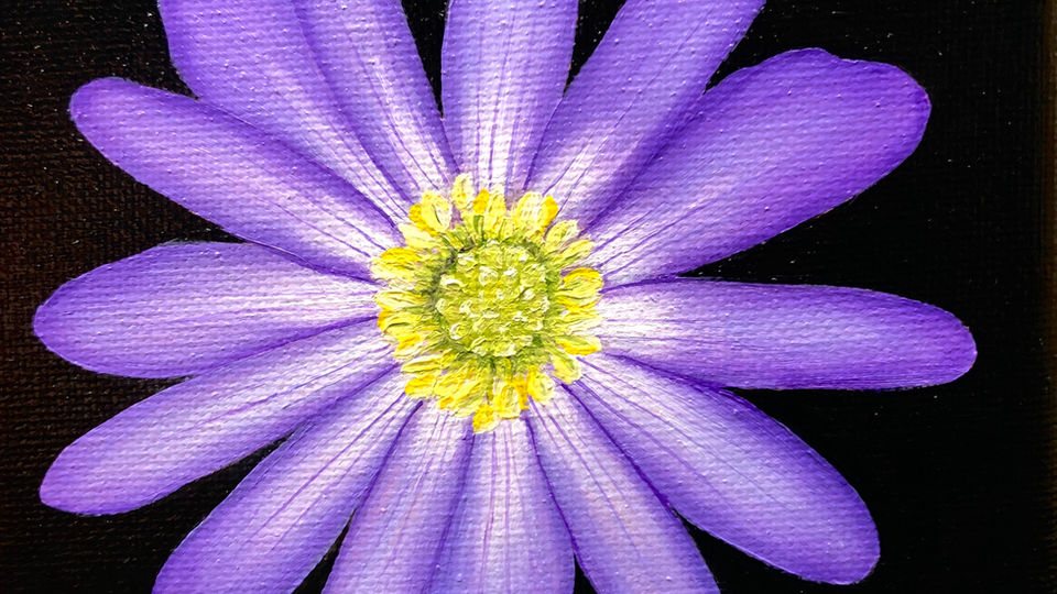 Grecian Windflower